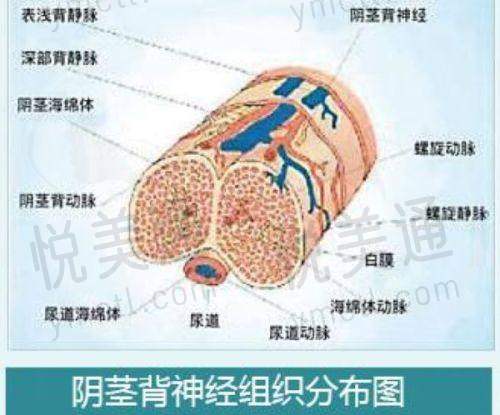 瘦脸项目特色